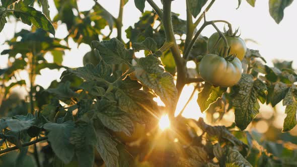 Green Tomatoes Ripen on a Bush in the Sun