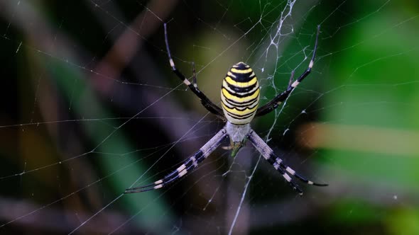 Large Spider Closeup on a Web Against a Background of Green Nature in Forest