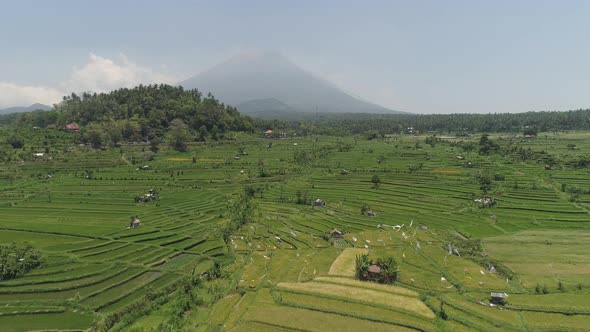 Rice Terraces and Agricultural Land in Indonesia