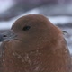 CU Juvenile Brown Skua (Stercorarius antarcticus) at Deception Island / Antarctic Peninsula, Antarct - VideoHive Item for Sale