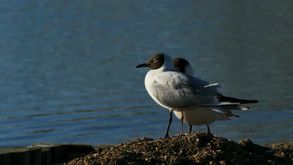 Mediterranean gull , Ichthyaetus melanocephalus, Camargue, France