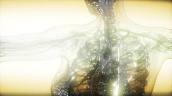 X-Ray Image Of Human Body alt