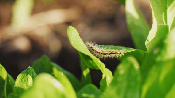 Caterpillar on a Juicy Green Leaf at Sunny Day