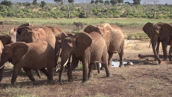 A herd of African elephants drink from a waterhole at dusk in Etosha National Park, Namibia, Africa.