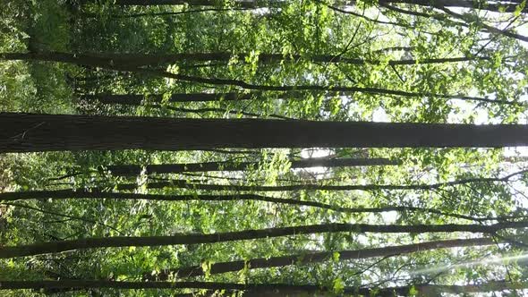 Vertical Video of a Beautiful Forest in Summer