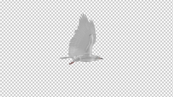 White Dove - 4K Flying Loop - Side View alt