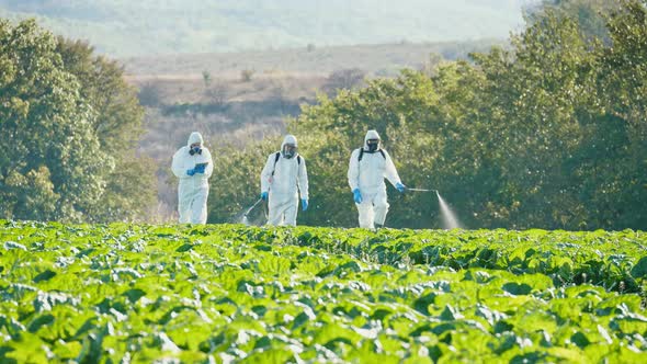 A Group of Farmers in Protective Suits and Respirators Spray the Plants with Chemicals