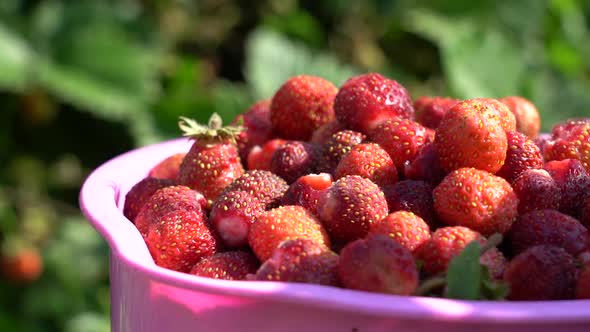 A Full Cup of Strawberries Picked From a Bush in the Garden