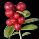 Cowberry berries seamless rotation with alpha channel - VideoHive Item for Sale