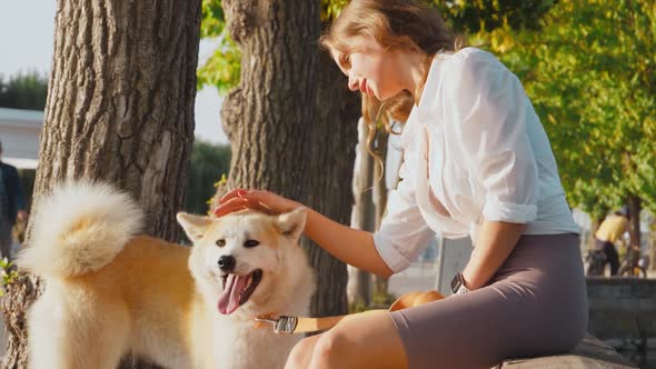 Young woman walking her cute Akita Inu dog in park on sunny day. Lovely pet