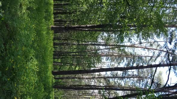 Vertical Video of a Forest with Pine Trees