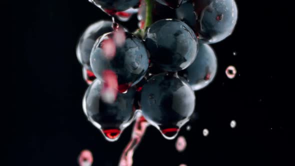 Fresh Black Grapes Rotation on Isolated Black Background on Super Slow Motion