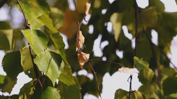 Young Branches of Birch Tree Waved By Wind in Summer Forest