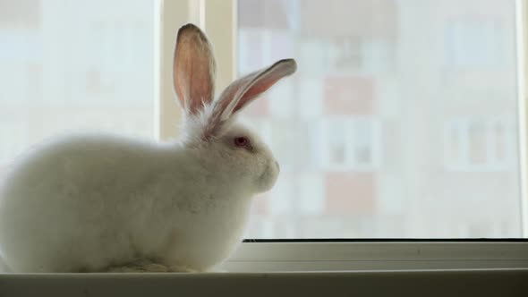 Little White Rabbit Sitting on a Windowsill and Funny Moving Spout