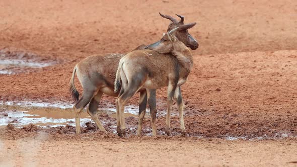 Tsessebe Antelopes At A Muddy Waterhole