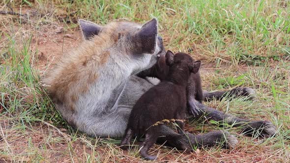 Cute Spotted Hyena cubs are groomed and nurtured by their mother