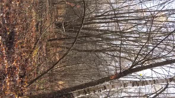 Vertical Video of a Forest Landscape on an Autumn Day in Ukraine