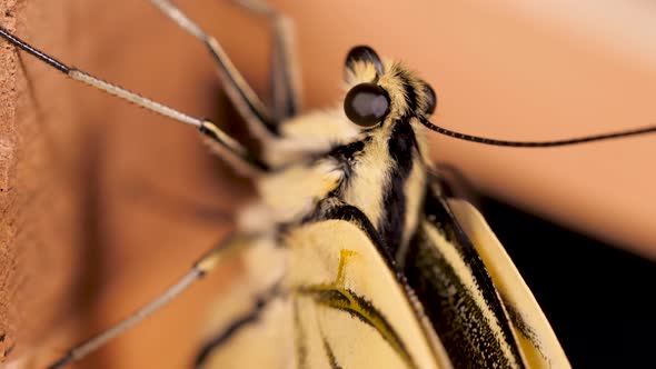 Papilio machaon, the Old World swallowtail butterfly macro shot of its eye