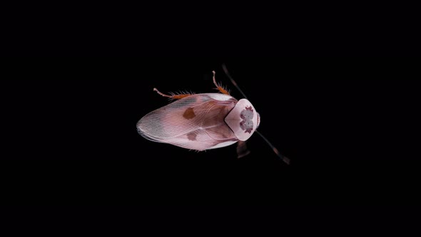 Cockroach Insect Gyna Centurio Family Blaberidae Female