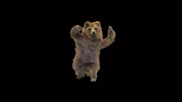 166 Bear Dancing 4K