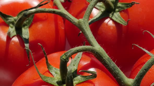 Fresh red tomato and plant vine  on green plant cluster 4K 2160p UltraHD footage - Slow tilt over re