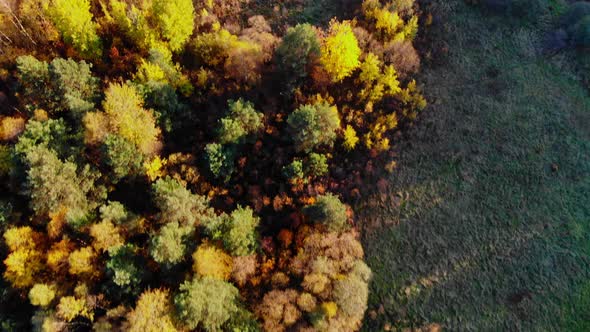 Forest seen from above. Beautiful, colorful woods in autumn.