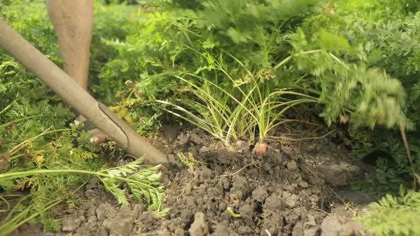 Senior Farmer Harvesting Carrots Closeup