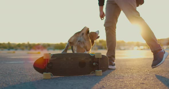 Owner Trains Beagle Dog to Jump Over Skateboard in the Parking