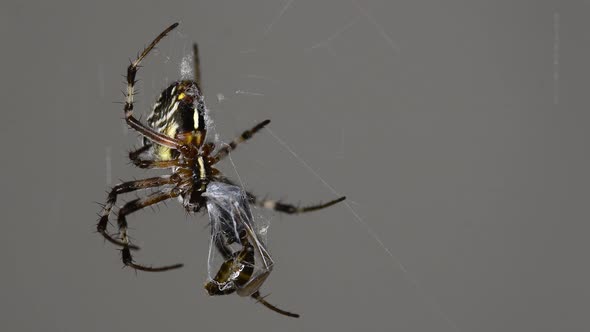 A black Metepeira spider feeding off it's prey's liquified internal organs - Close up