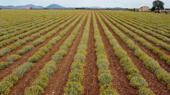 Helichrysum Italicum Medicinal Herb Agriculture Cultivated Field