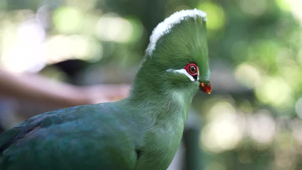 Close up of Knysna Turaco (Loerie) bird - SLOW MOTION