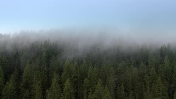 Conifers Forest and the Clouds Passing By