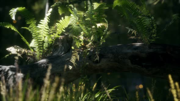 Horizontally Bending Tree Trunk with Ferns Growing, and Sunlight Shining