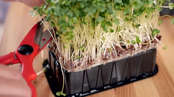 The Gardener Is Cutting the Seedlings in the Potting Container with Special Scissors