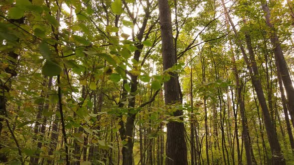 Autumn Forest with Trees By Day