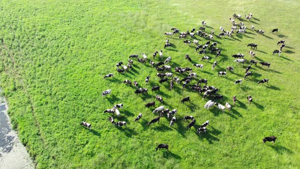 Cows in an Ecologically Clean Clearing Near a Stream