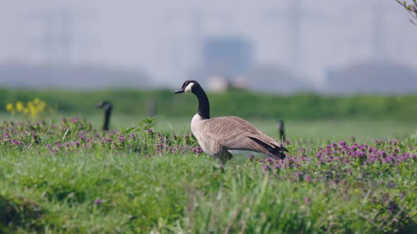 Barnacle goose, Branta leucopsis, graze over a field, feeding.