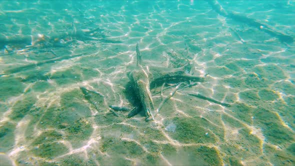 Swim Away from Underwater Log in Clear Blue Lake in Slow Motion as Sunlight makes Beautiful Abstract