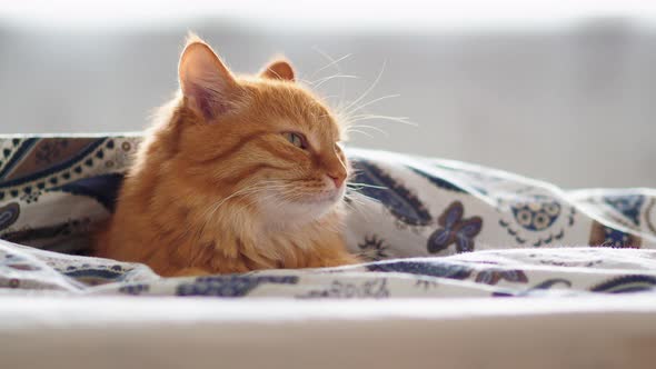 Cute Ginger Cat Lying in Bed Under Blanket. Fluffy Pet Looks Curiously. Cozy Home Background