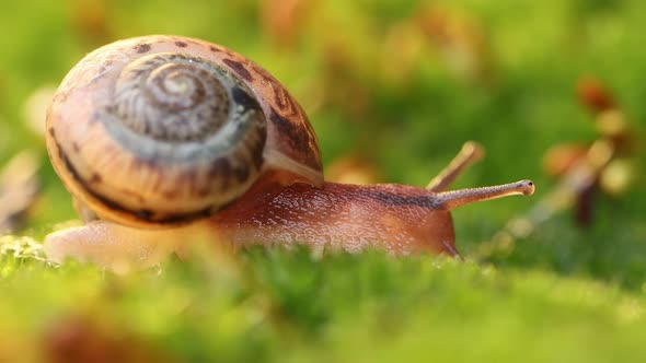 Close-up of a Snail Slowly Creeping in the Sunset Sunlight.