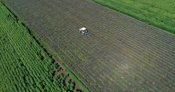 Aerial view, tractor working on a lavender field.