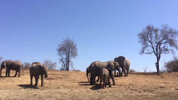 African Bush Elephants stand around, not doing much in arid landscape