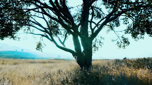 Landscape with a Hill and a Single Tree at Sunrise with Warm Light alt
