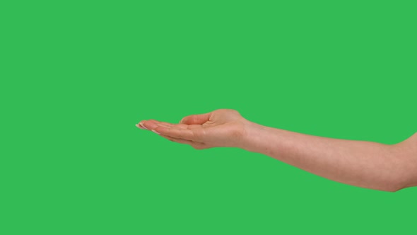 Close Up Side View of Beautiful Outstretched Female Hand Isolated on Green Screen Chroma Key