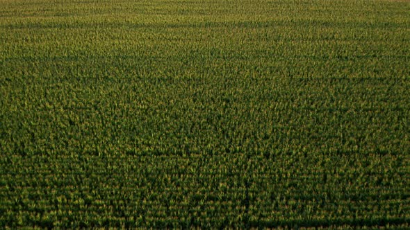 Fly Over a Green Field with Good Harvest of Corn Maize