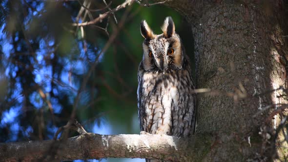 Owl sit in a tree and looking on the the camera