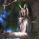 Owl sit in a tree and looking on the the camera - VideoHive Item for Sale
