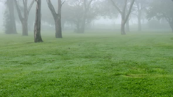 Foggy urban park on a winters morning. TILT UP SHOT.