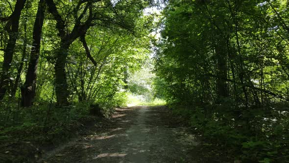 Natural Landscape in the Forest During the Day