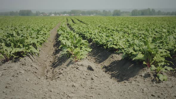 Agricultural cultivated beetroot field